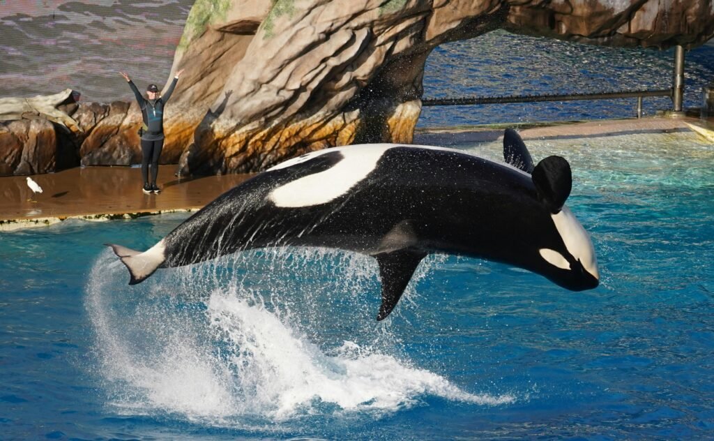 Captivating image of an orca performing a high jump during a show in San Diego's theme park aquatic exhibit.